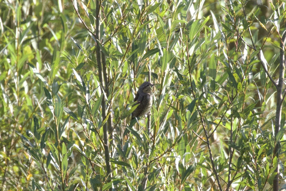 Eurasian Wryneck - ML622397756