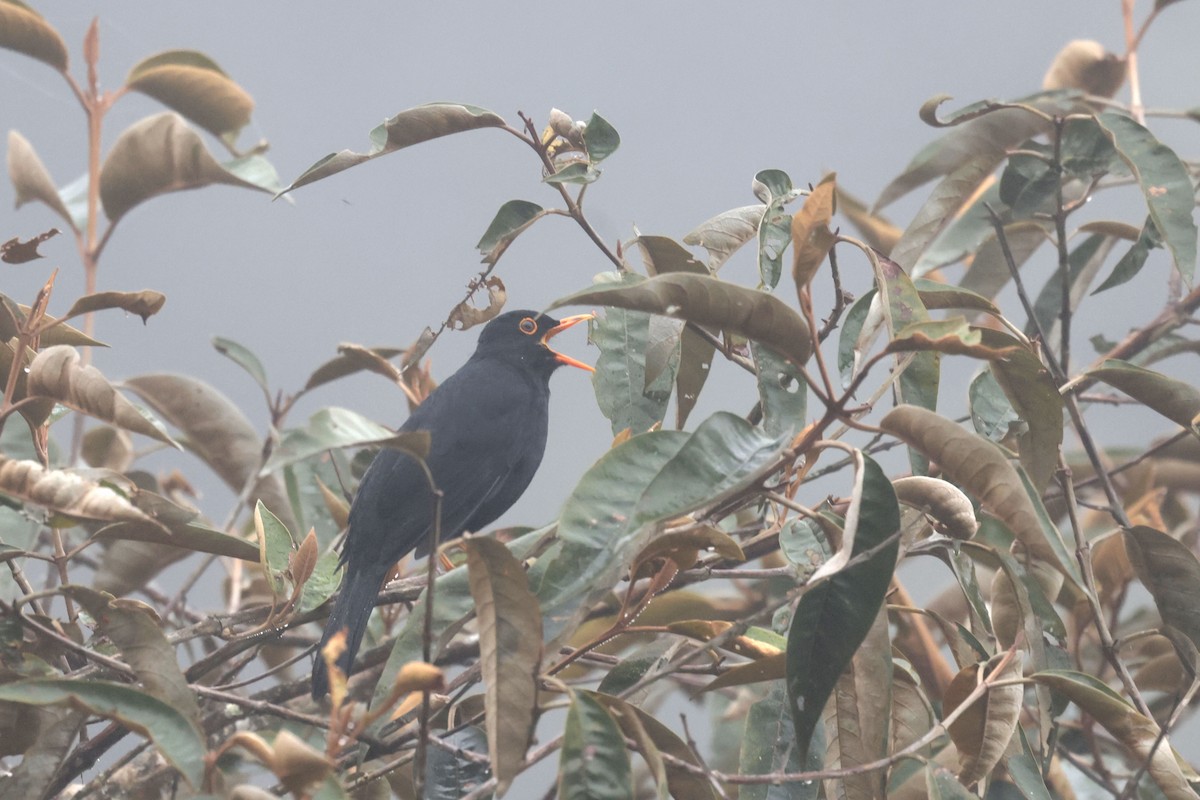 Glossy-black Thrush - ML622397895