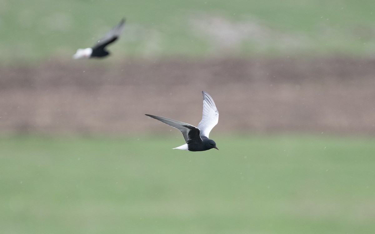 White-winged Tern - ML622397950