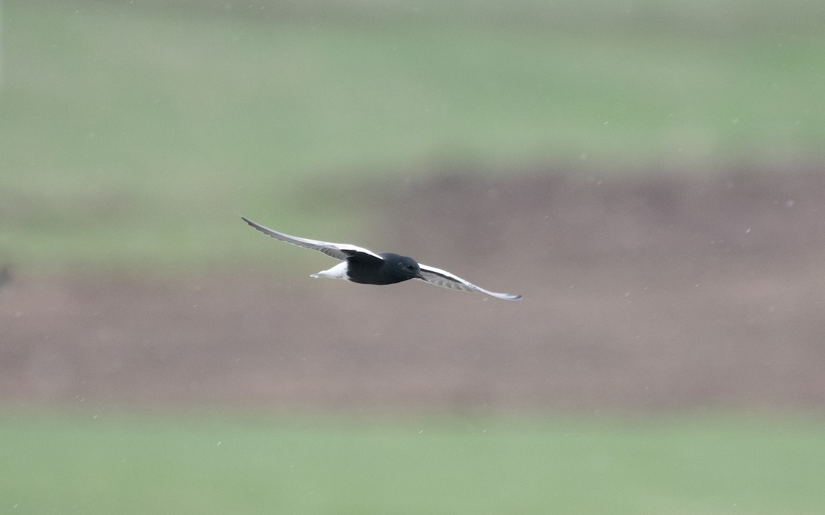 White-winged Tern - ML622397951