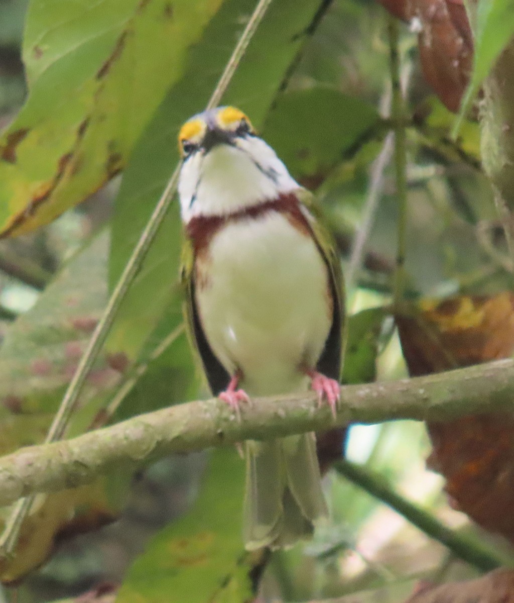 Chestnut-sided Shrike-Vireo - ML622397954