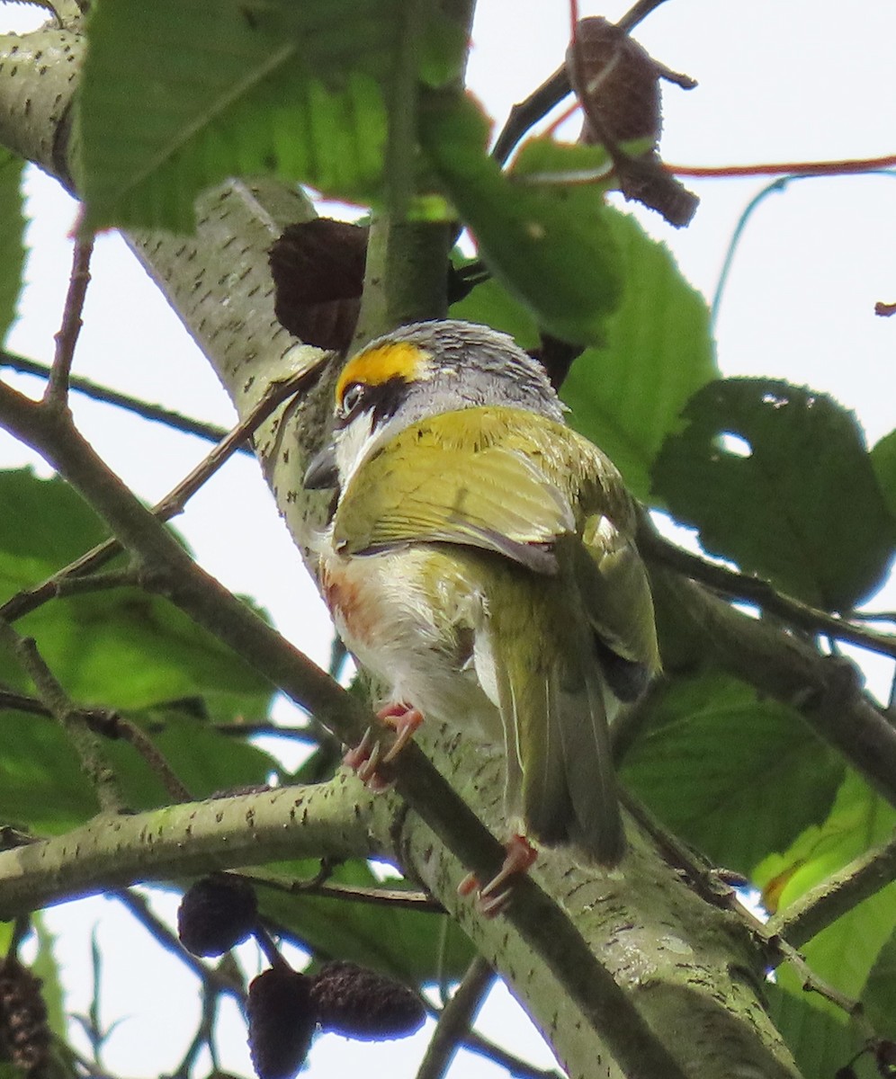 Chestnut-sided Shrike-Vireo - ML622397955