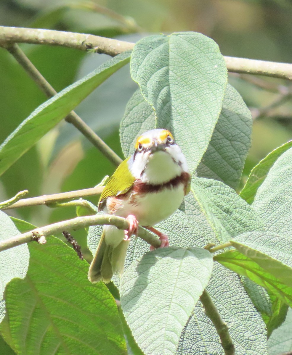 Chestnut-sided Shrike-Vireo - ML622397956