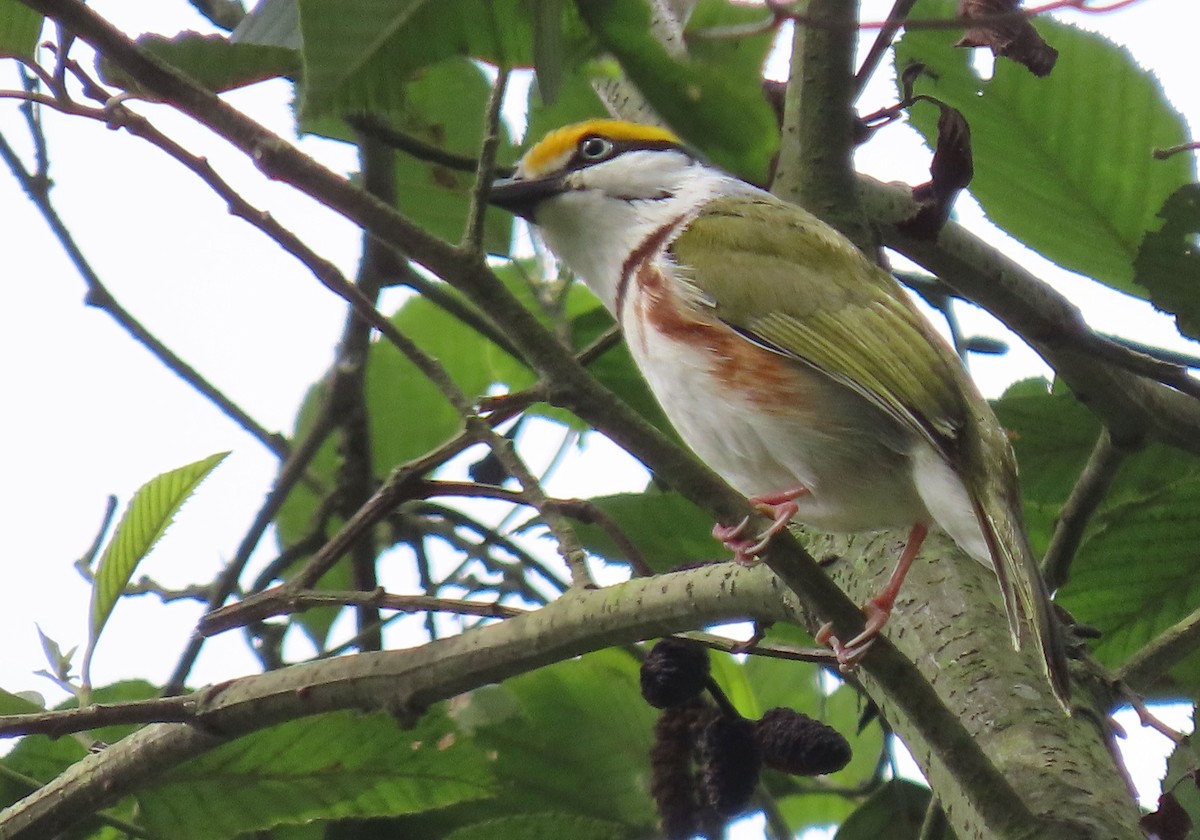 Chestnut-sided Shrike-Vireo - ML622397958