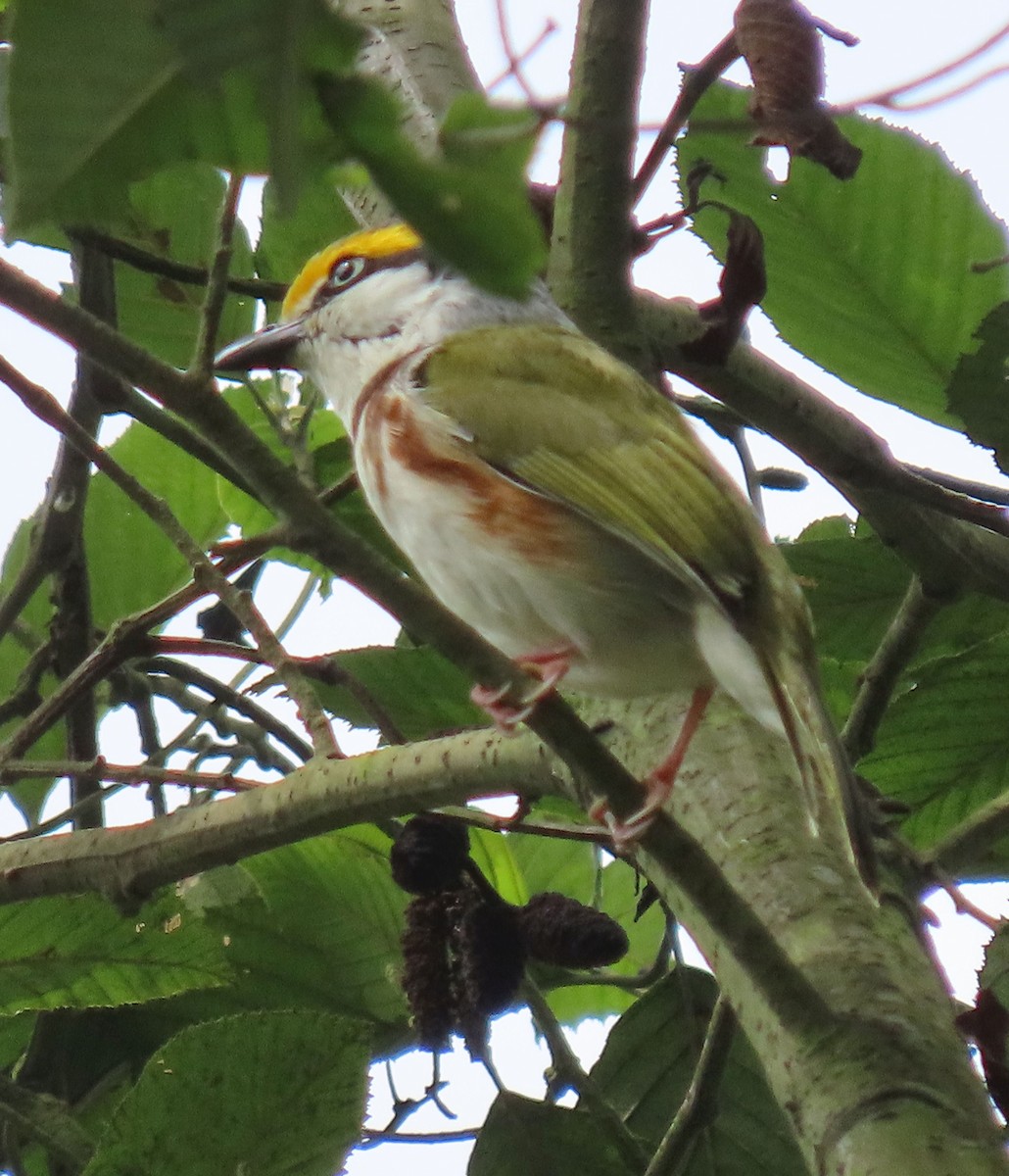 Chestnut-sided Shrike-Vireo - ML622397959