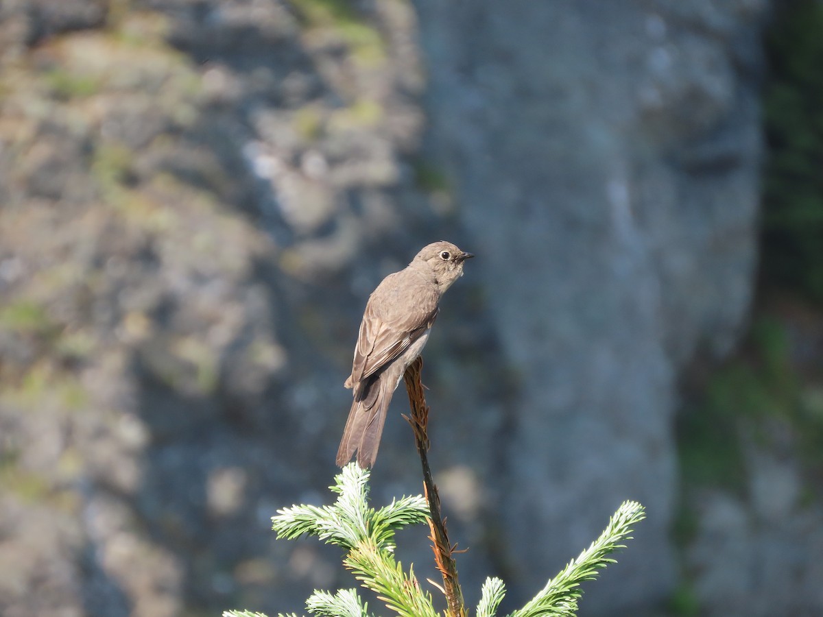 Townsend's Solitaire - ML622397994