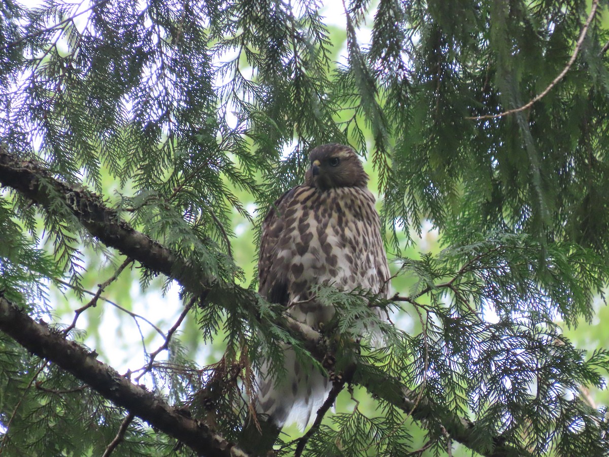 American Goshawk - ML622398005