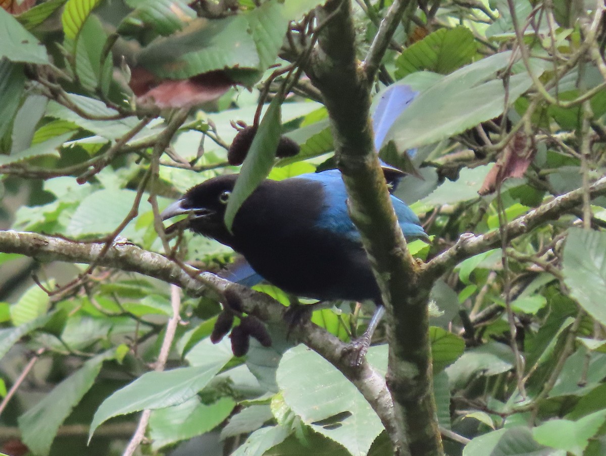 Bushy-crested Jay - ML622398010