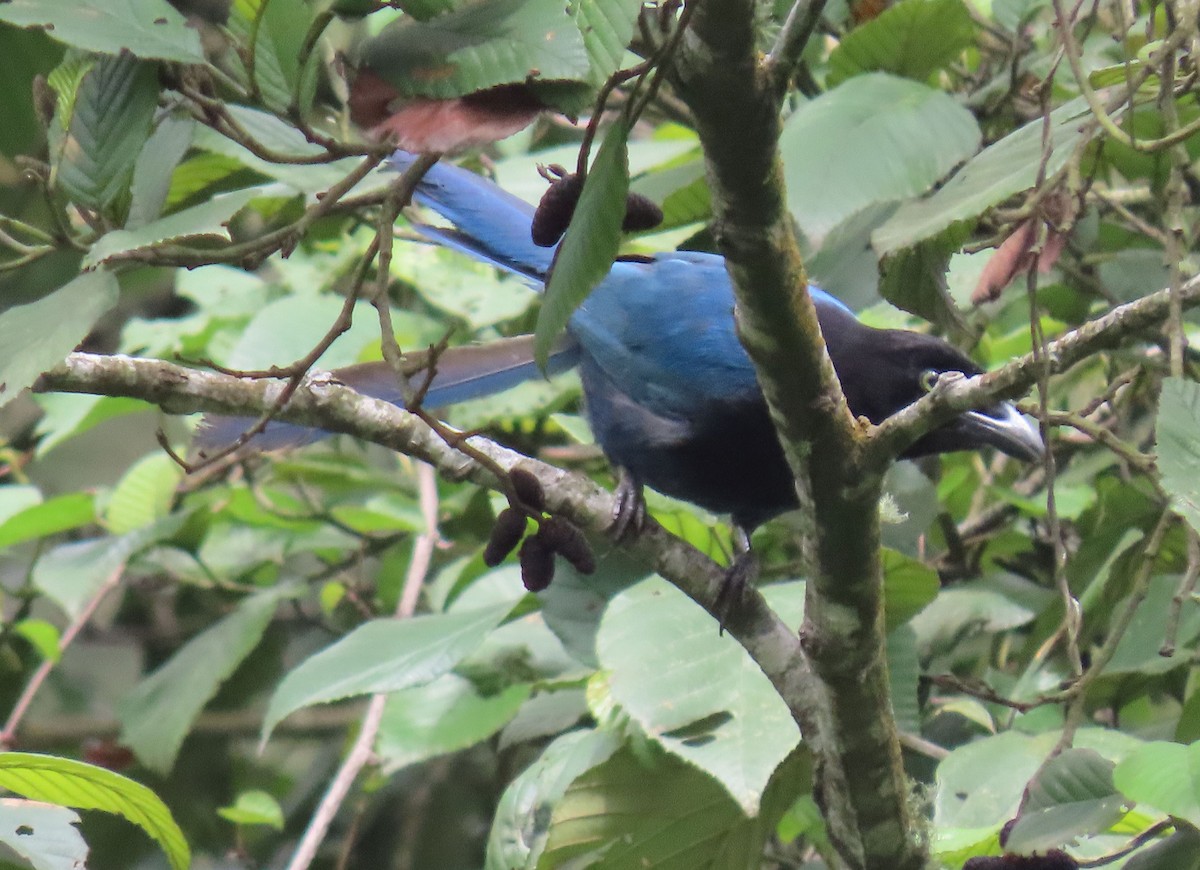 Bushy-crested Jay - ML622398011