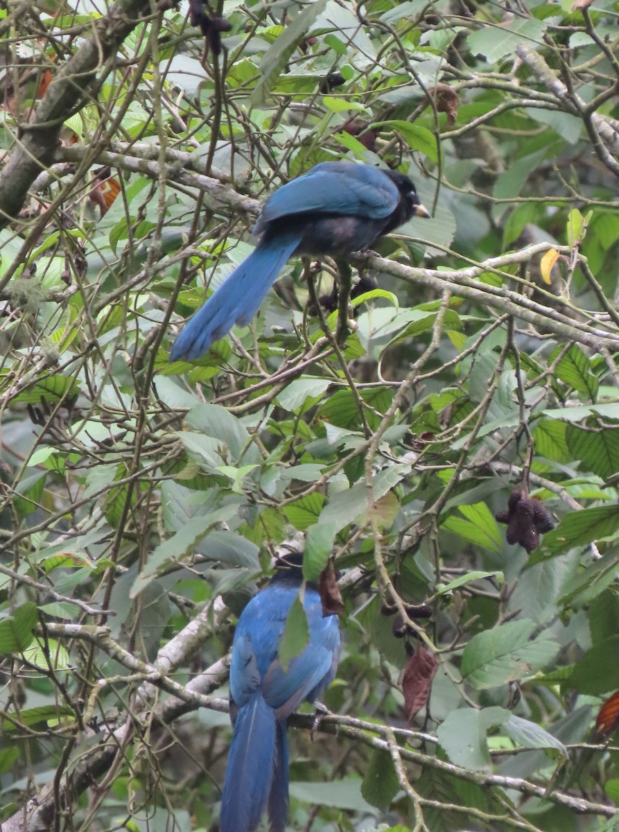 Bushy-crested Jay - ML622398012