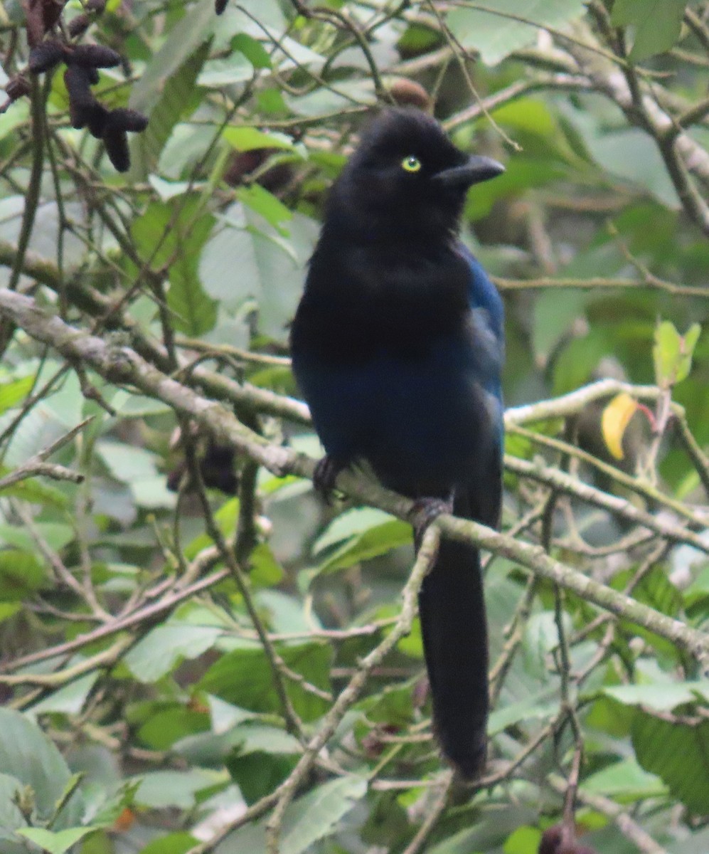 Bushy-crested Jay - ML622398020