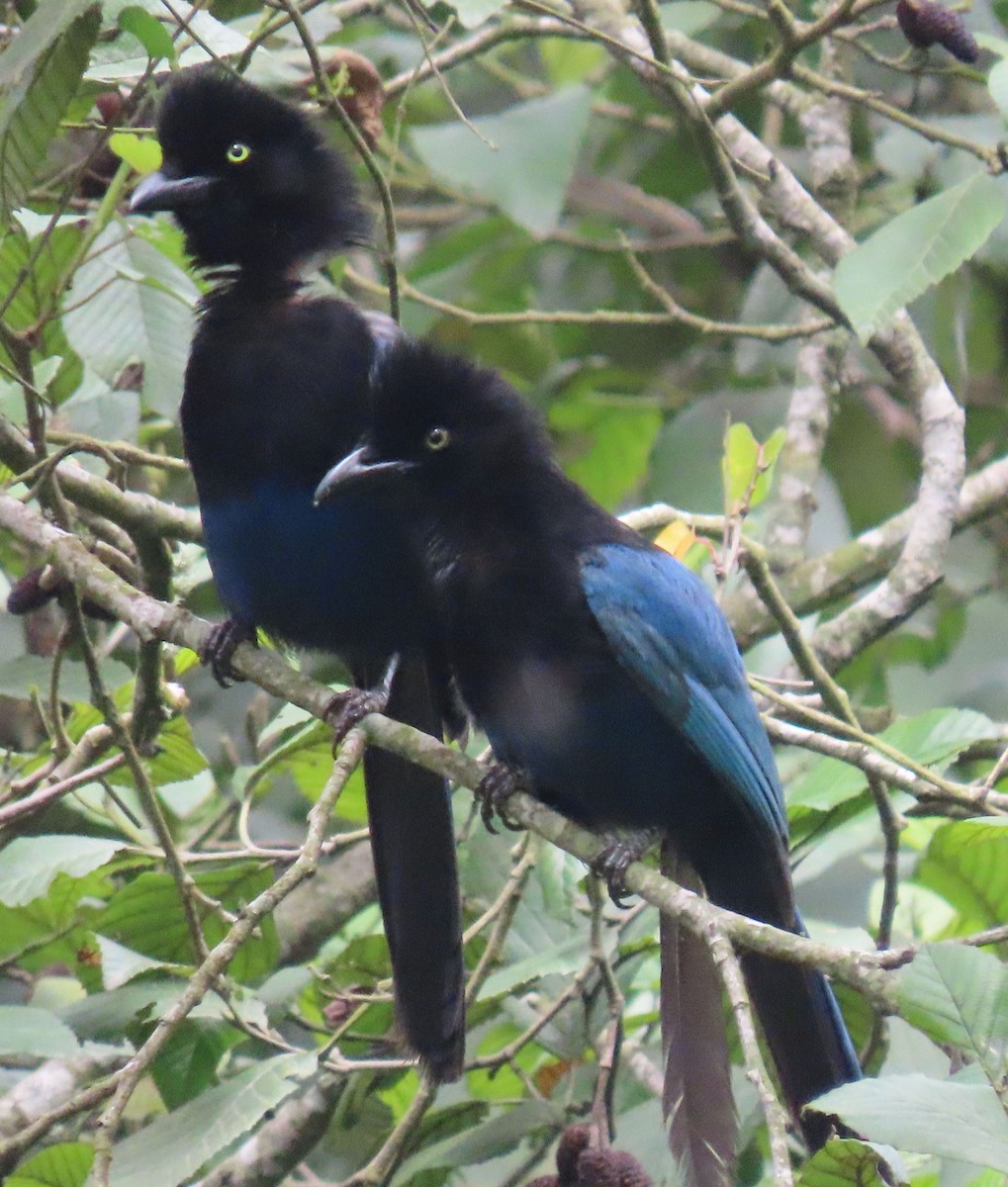 Bushy-crested Jay - ML622398022