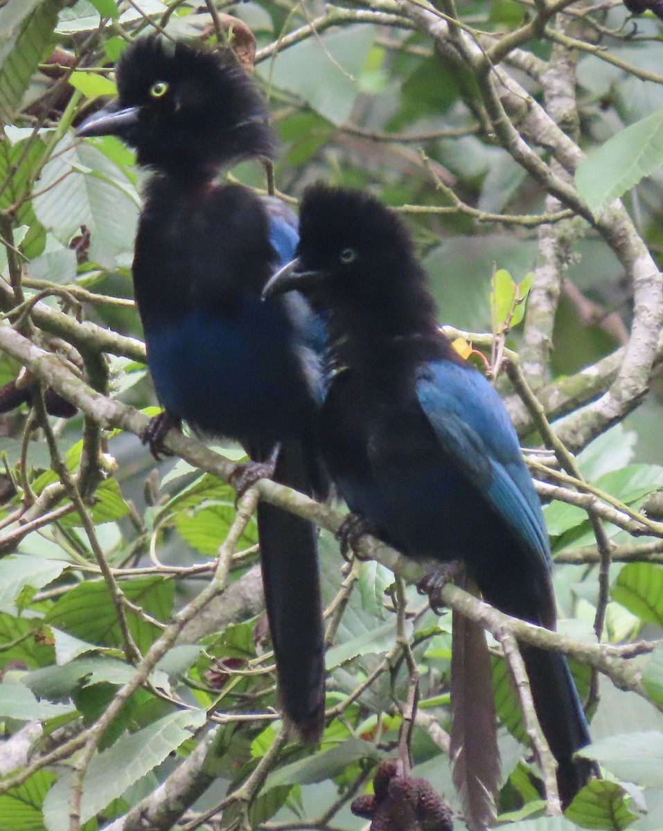 Bushy-crested Jay - ML622398023