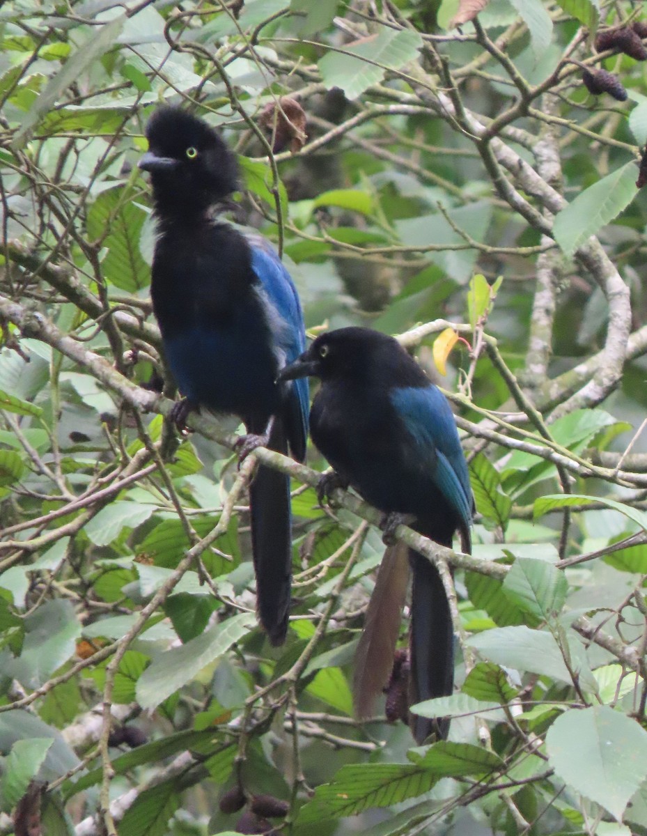 Bushy-crested Jay - ML622398024