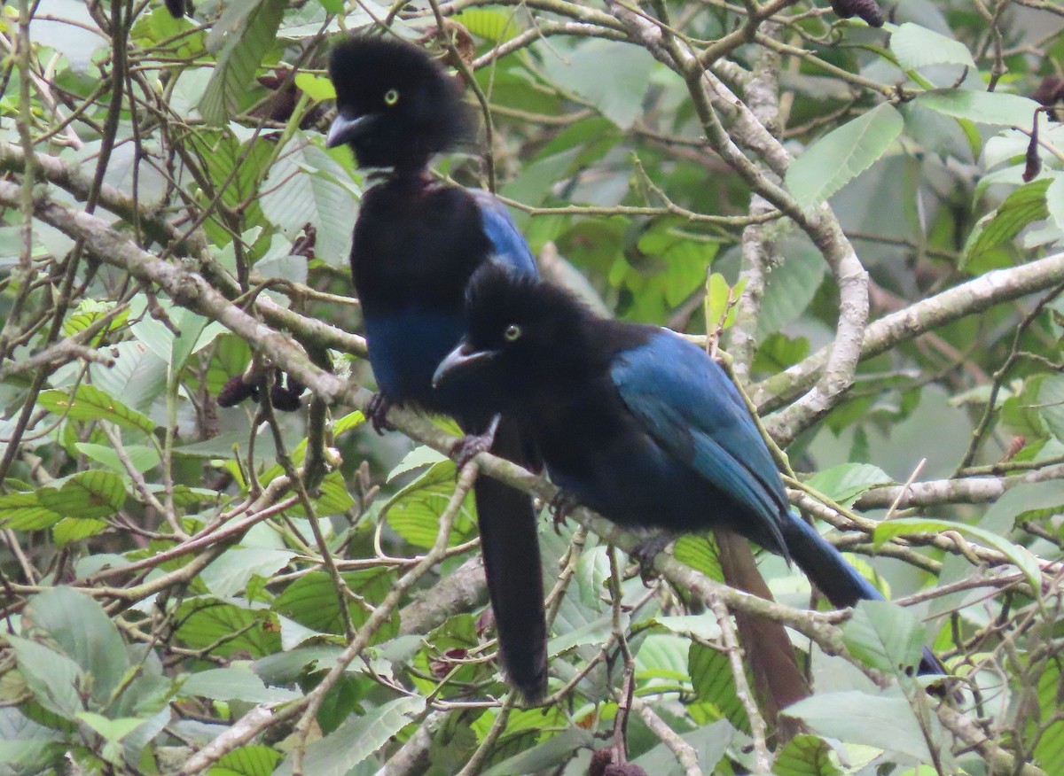 Bushy-crested Jay - ML622398025