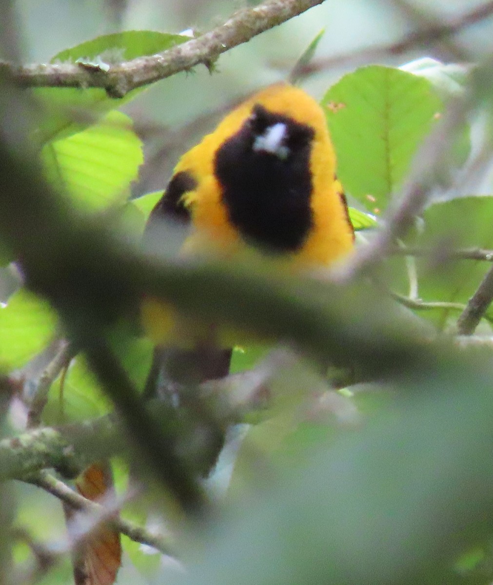 Yellow-backed Oriole - ML622398043