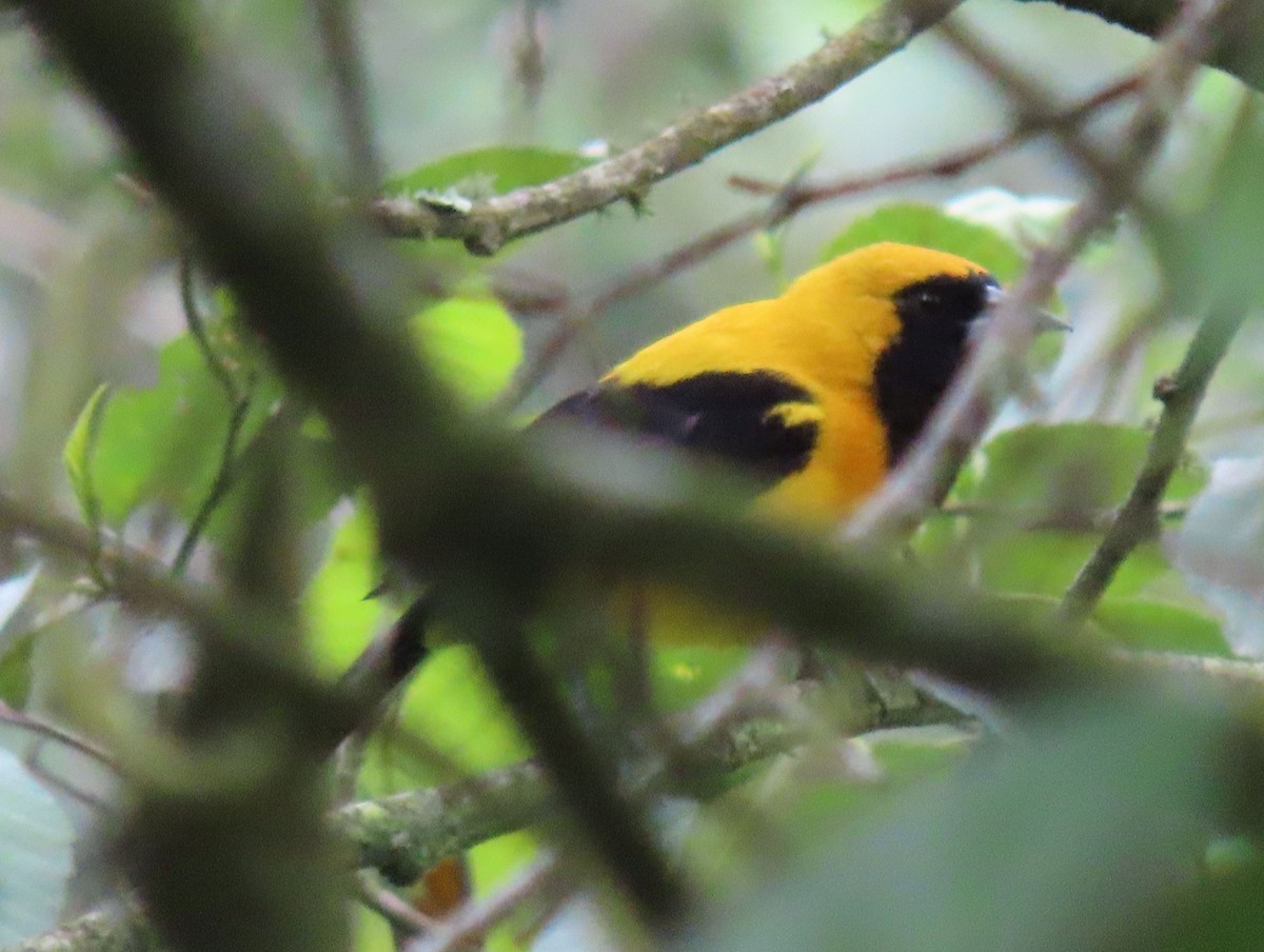 Yellow-backed Oriole - ML622398044