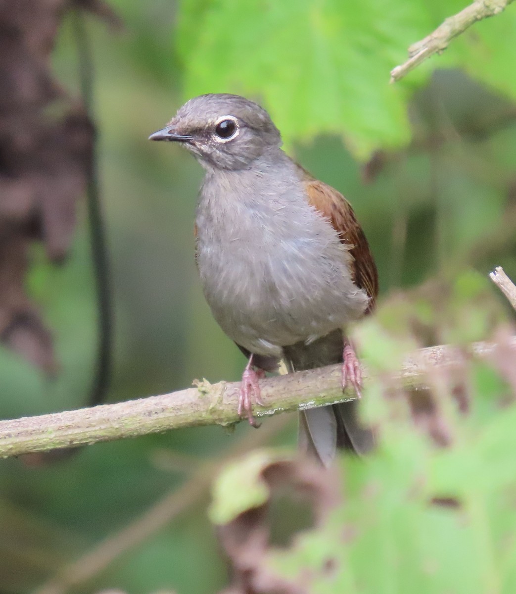 Brown-backed Solitaire - ML622398046