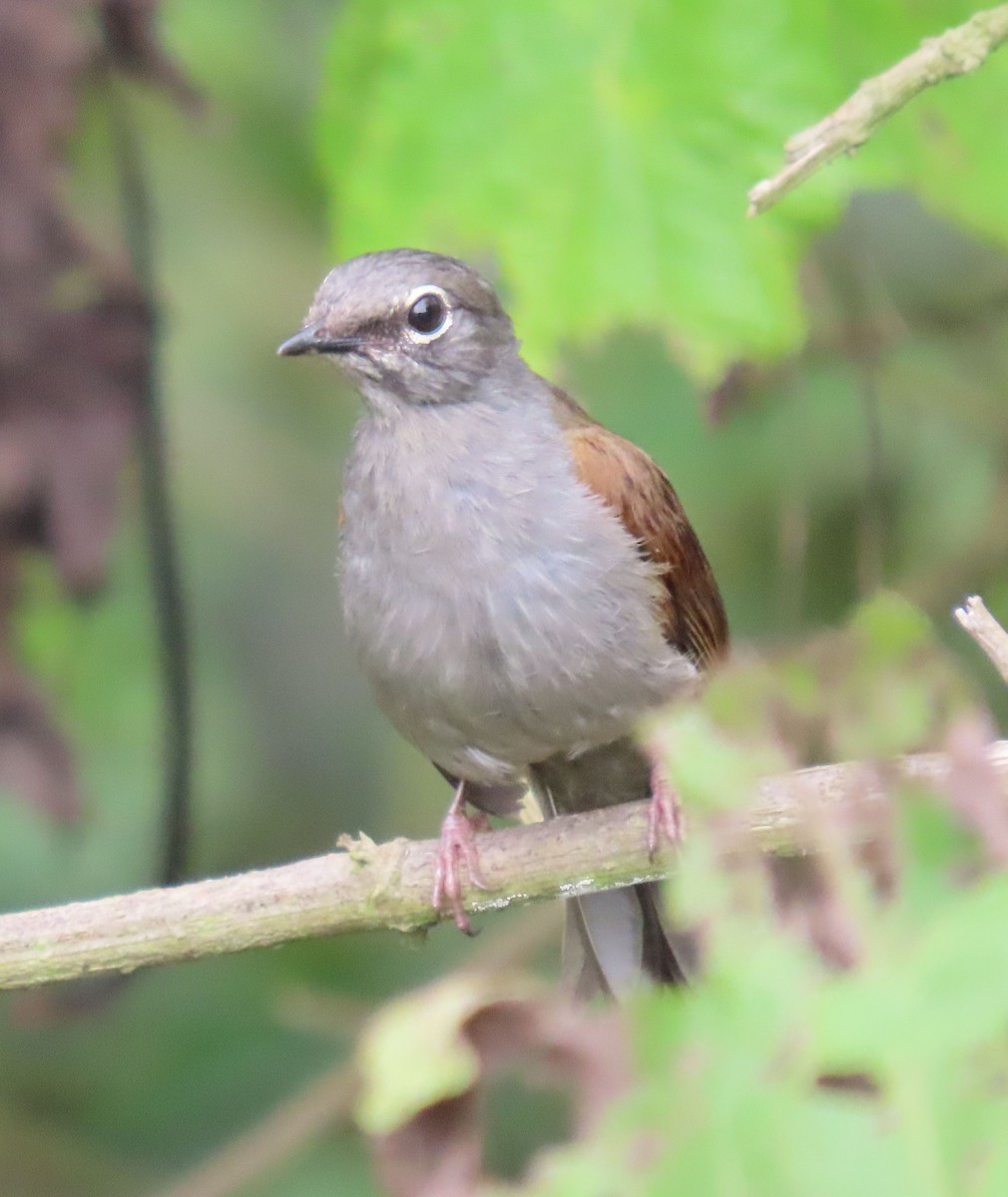 Brown-backed Solitaire - ML622398047