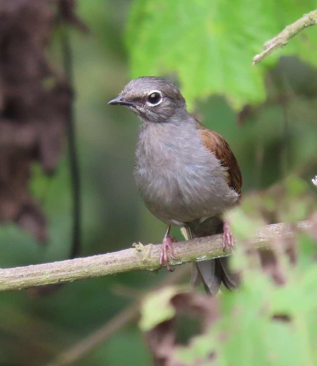 Brown-backed Solitaire - ML622398048