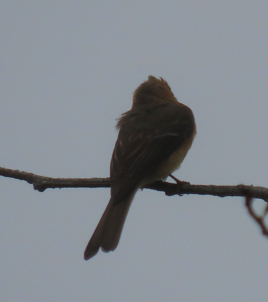 Tufted Flycatcher (Mexican) - Thomas Brooks