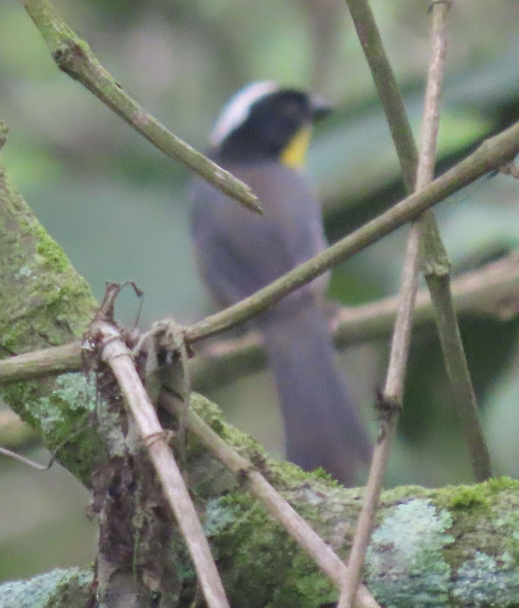 White-naped Brushfinch (Yellow-throated) - ML622398056