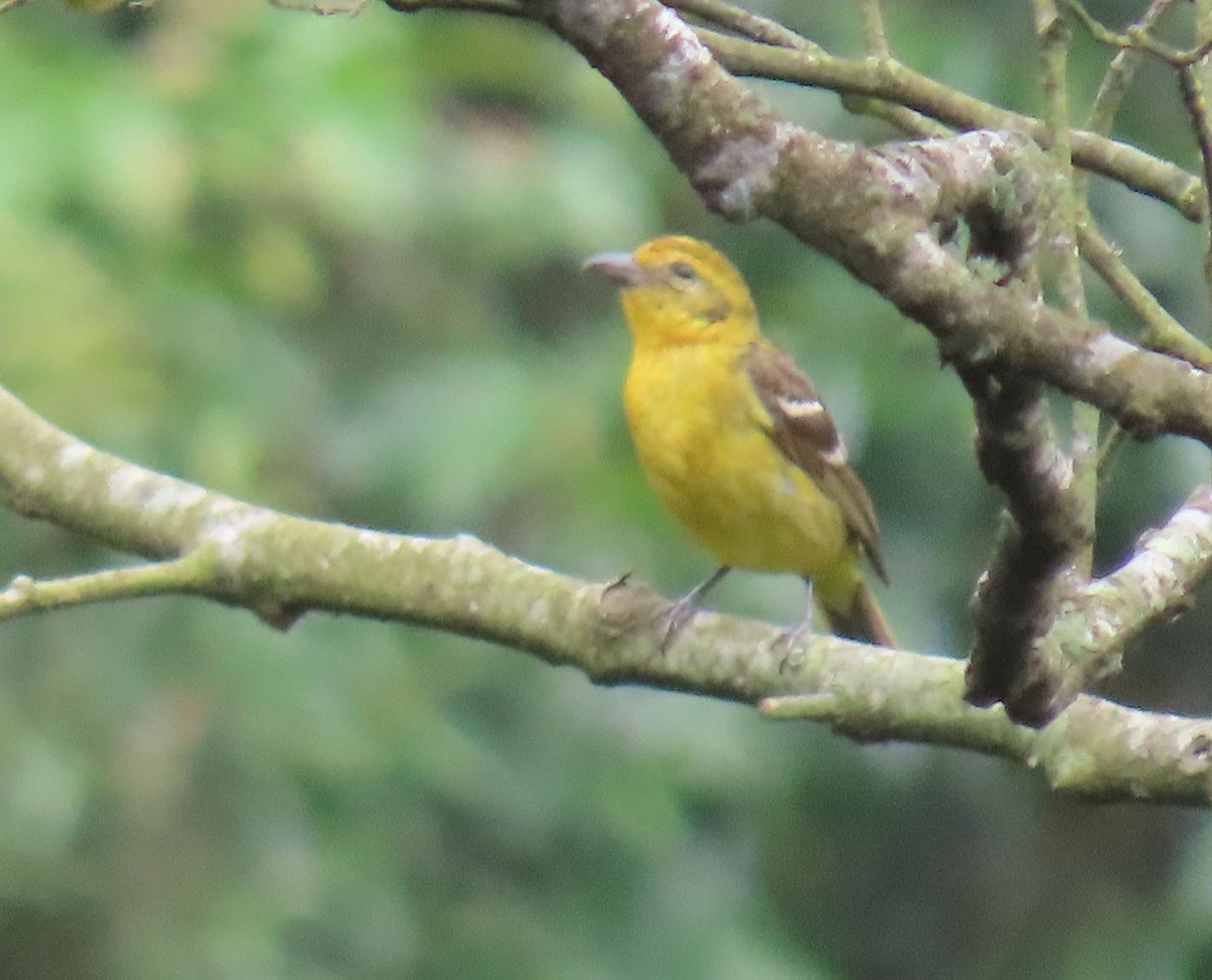 Flame-colored Tanager - ML622398071