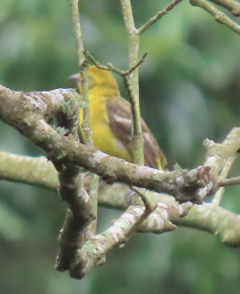 Flame-colored Tanager - ML622398072