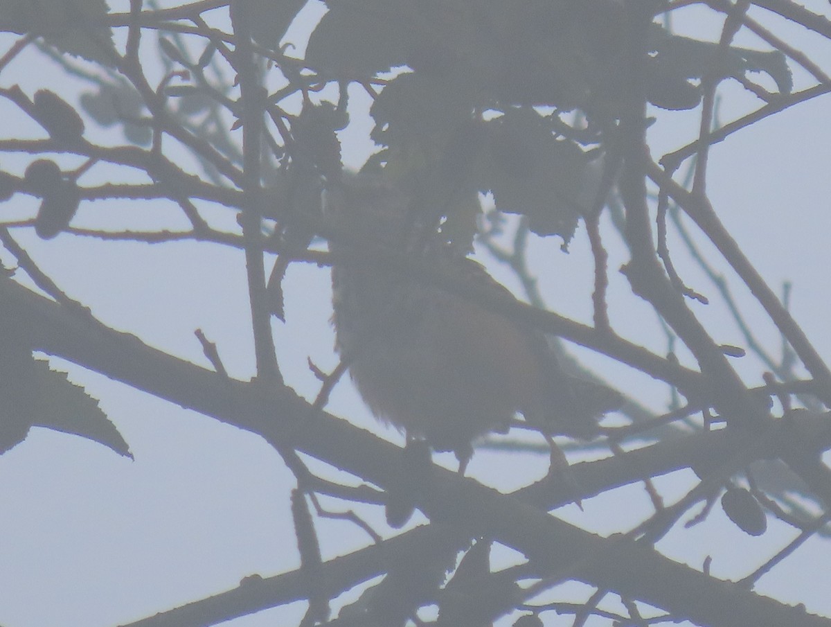 Band-backed Wren - Thomas Brooks