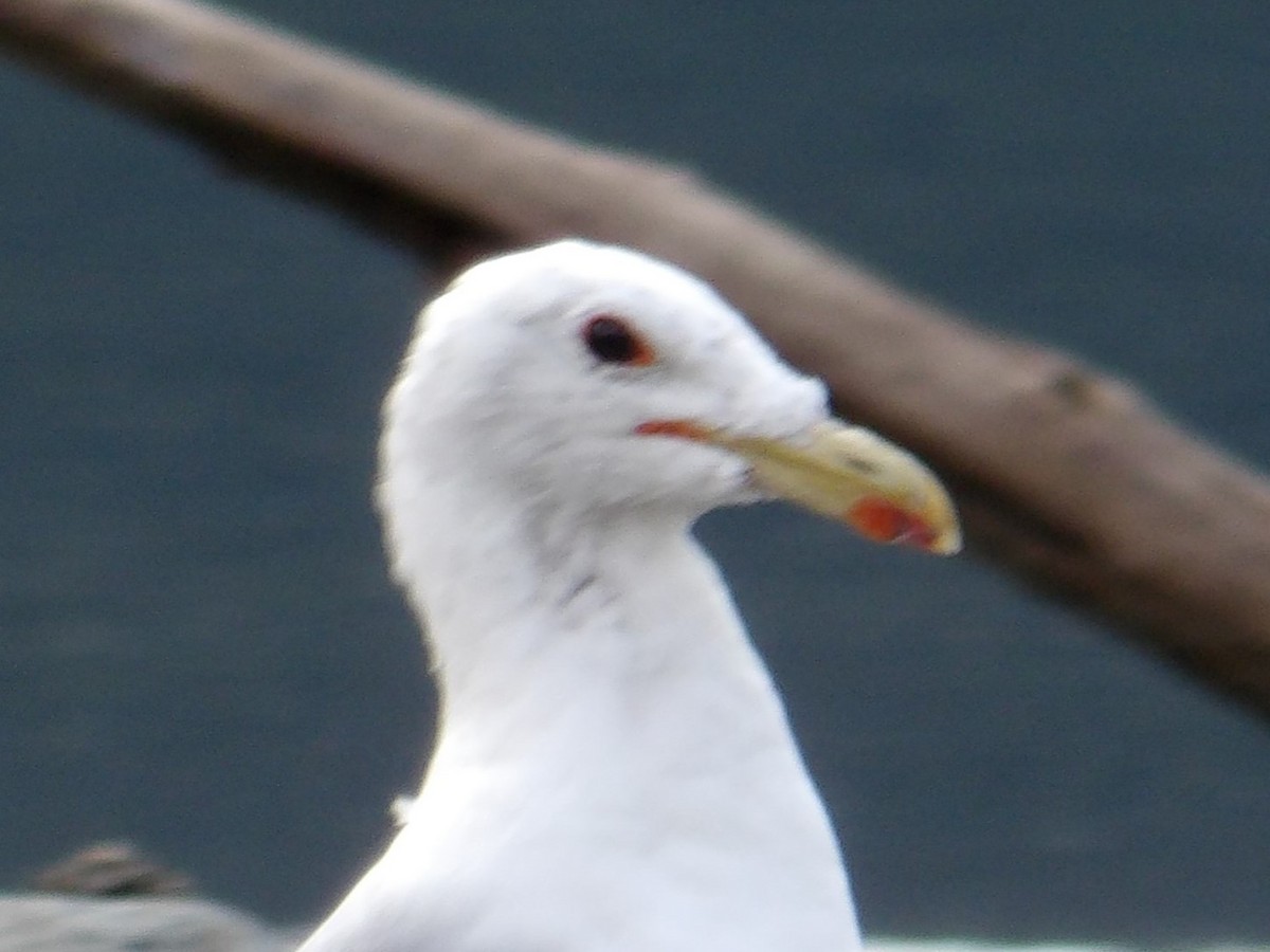 California Gull - ML622398162