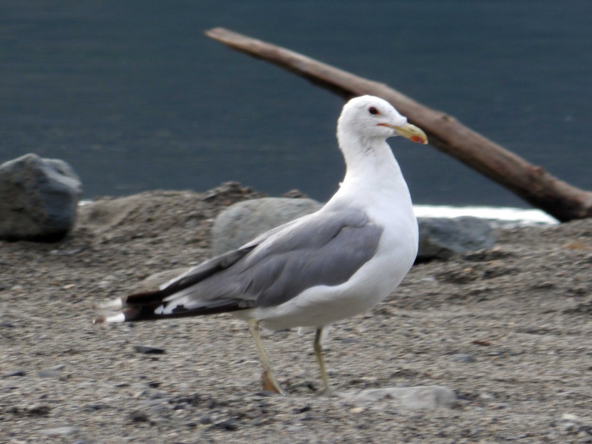 California Gull - ML622398163