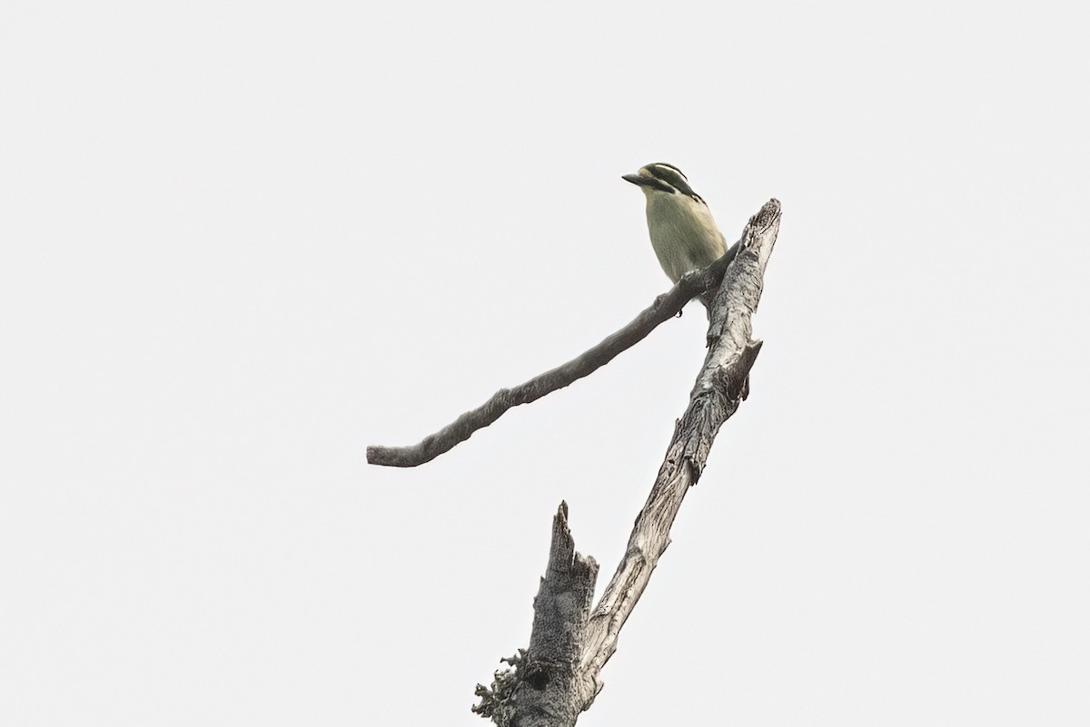 Yellow-throated Tinkerbird - ML622398296