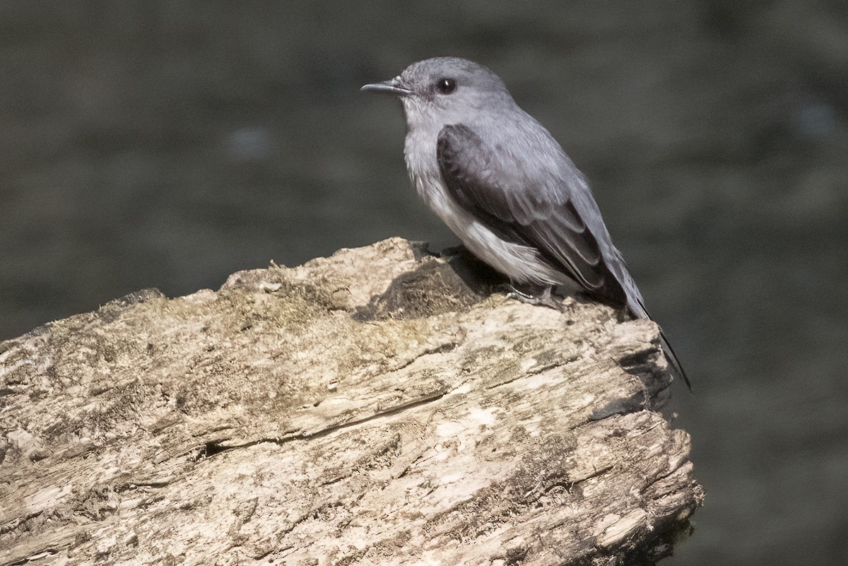 Cassin's Flycatcher - ML622398309