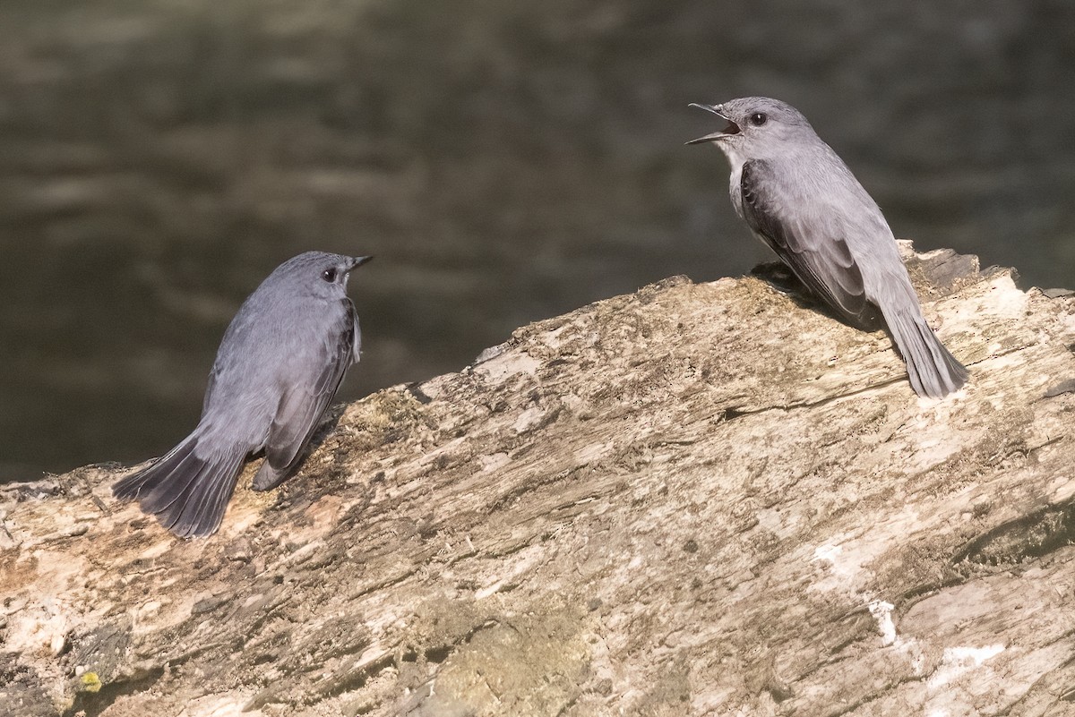 Cassin's Flycatcher - ML622398310