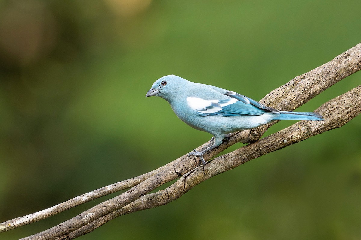 Blue-gray Tanager (White-edged) - ML622398381