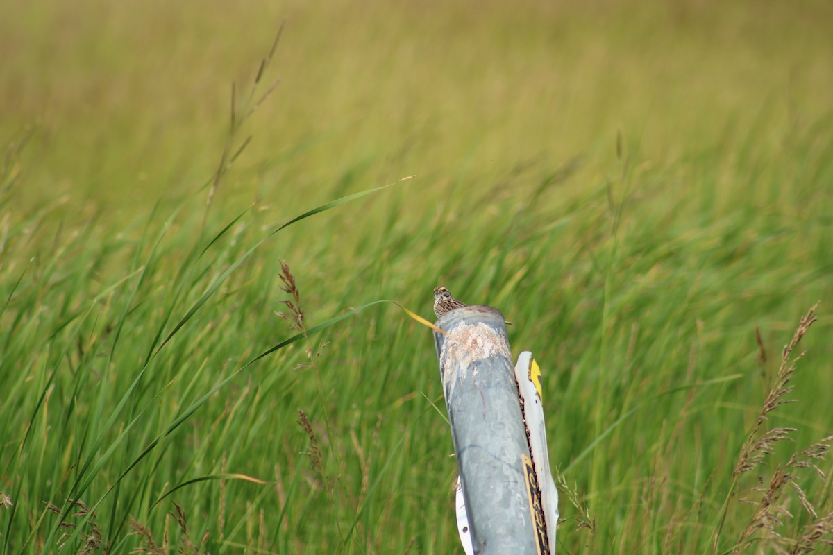 Savannah Sparrow - Joshua Markel