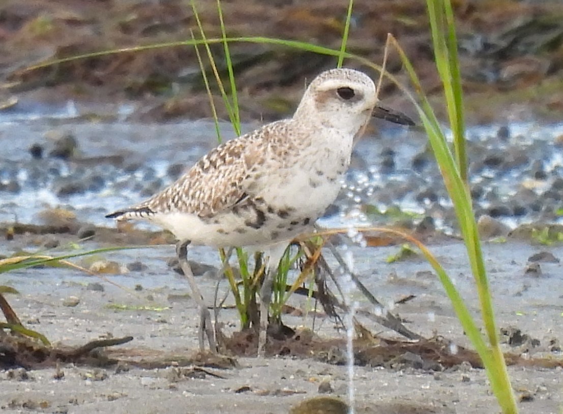 Black-bellied Plover - Carol Baird Molander