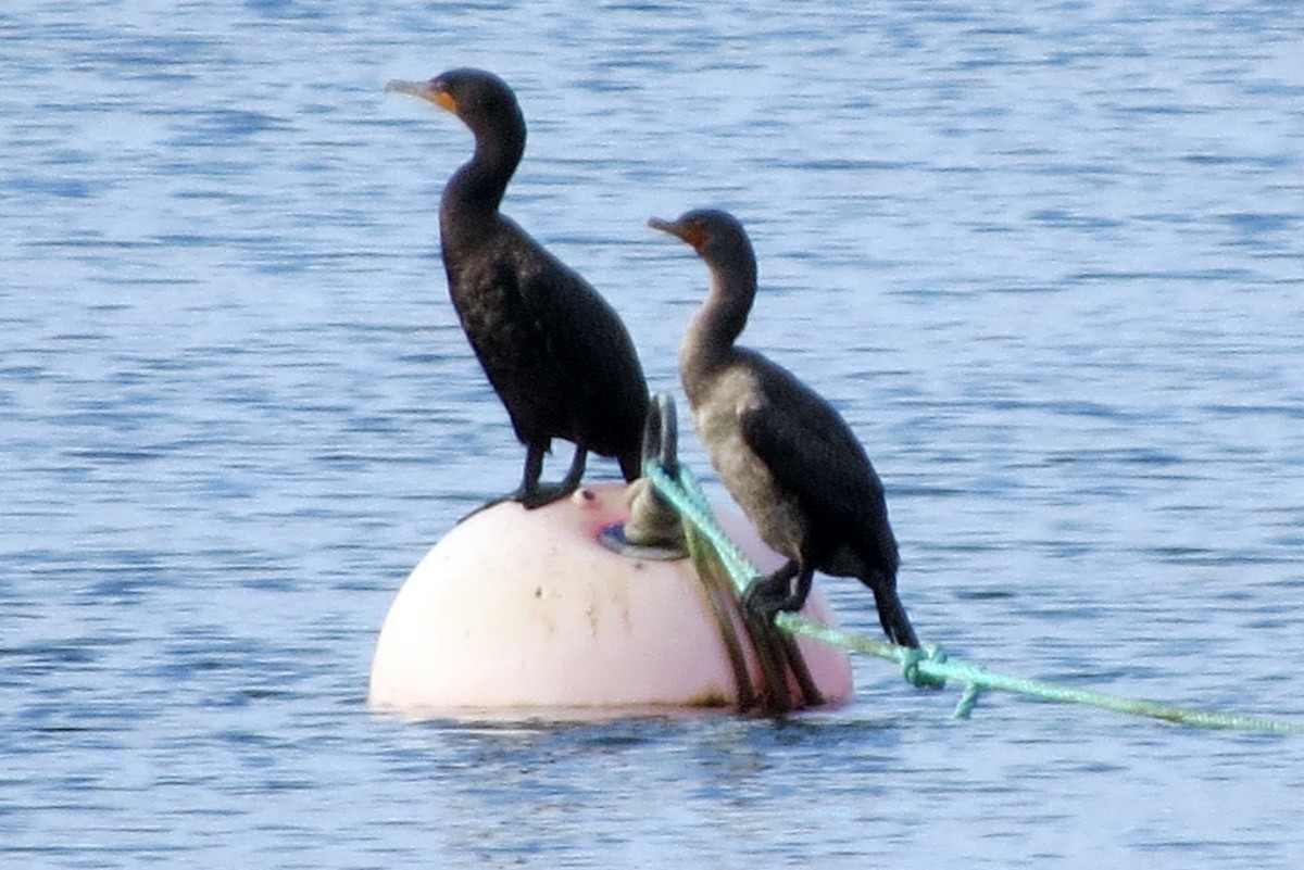 Cormorán Orejudo - ML622398490