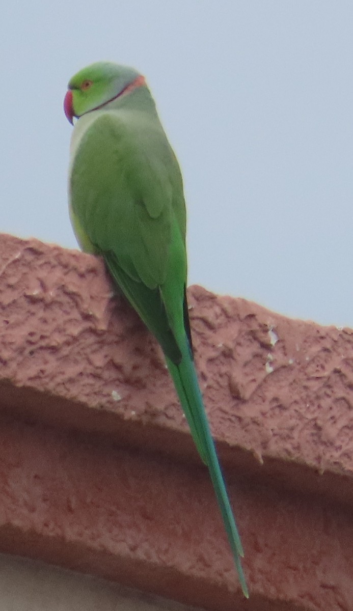 Rose-ringed Parakeet - ML622398532