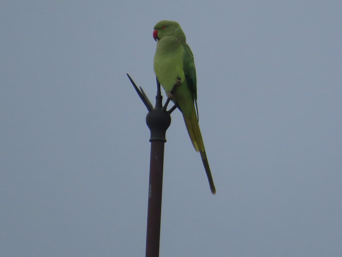 Rose-ringed Parakeet - ML622398533