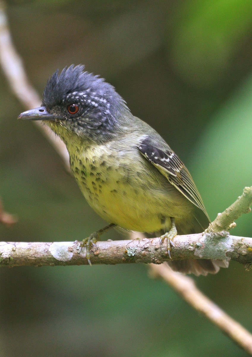 Spot-breasted Antvireo - ML622398540