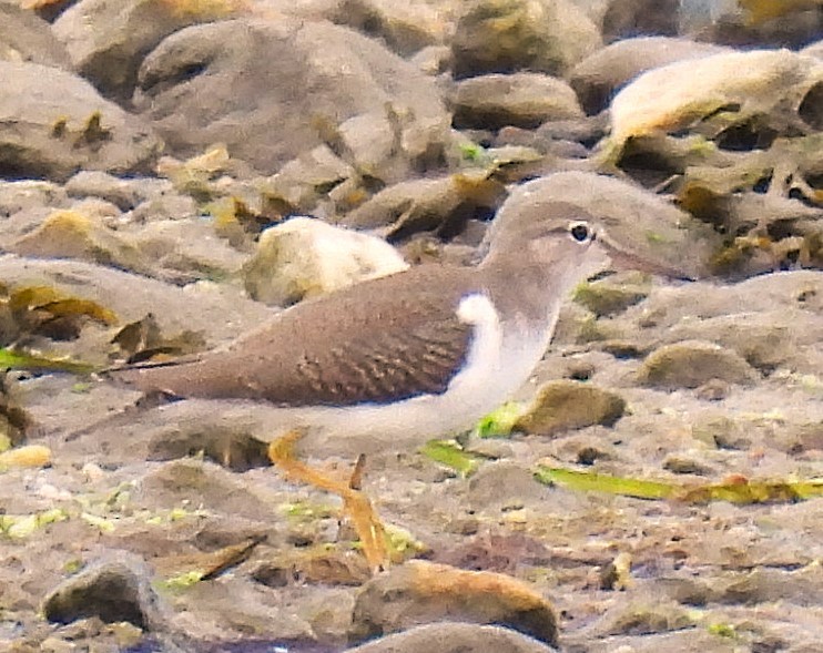 Spotted Sandpiper - ML622398562