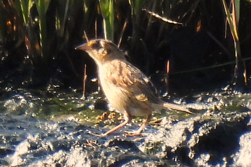 Saltmarsh Sparrow - Carol Baird Molander