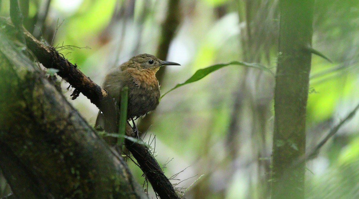 South American Leaftosser (Amazonian) - ML622398738