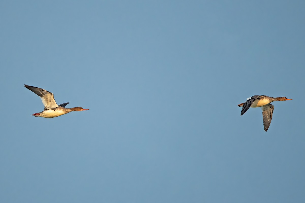 Red-breasted Merganser - ML622398899
