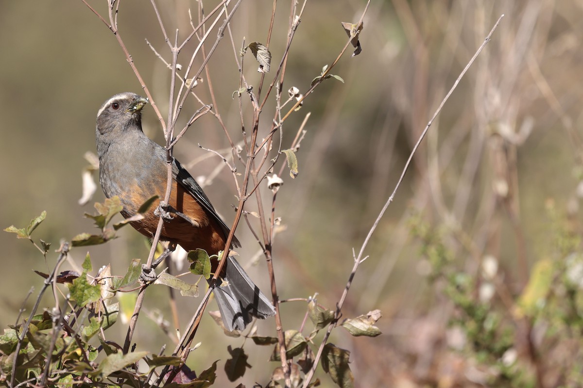 Rufous-bellied Mountain Tanager - ML622398922