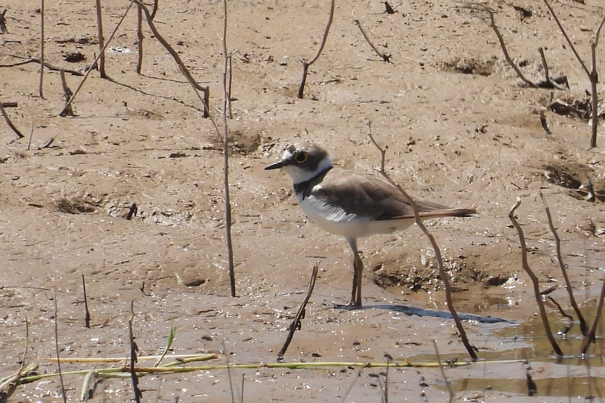 Little Ringed Plover - ML622398953