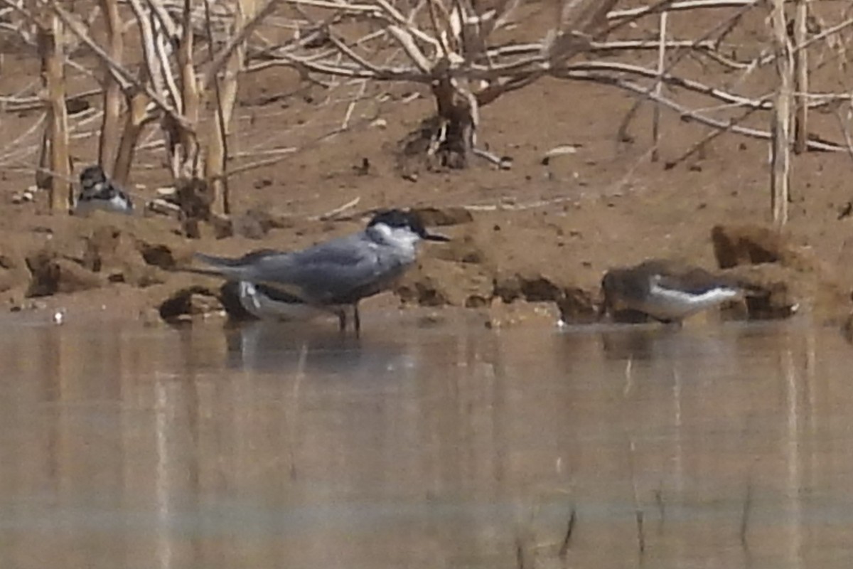 Whiskered Tern - ML622398957