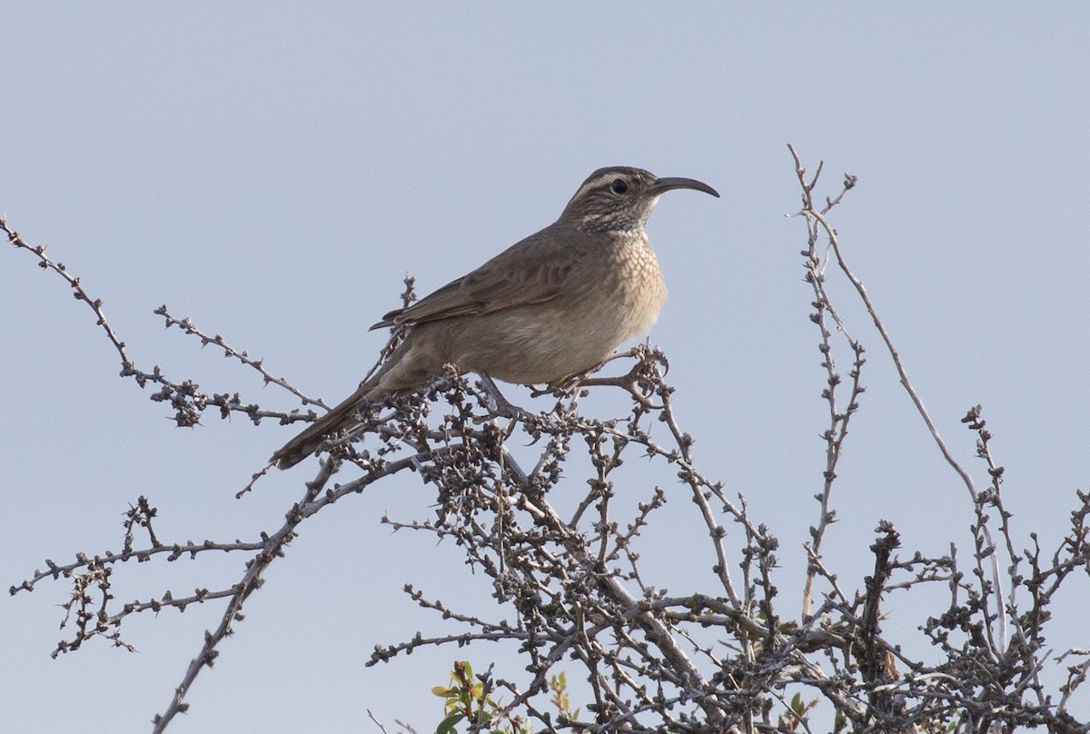 Scale-throated Earthcreeper - ML622398963