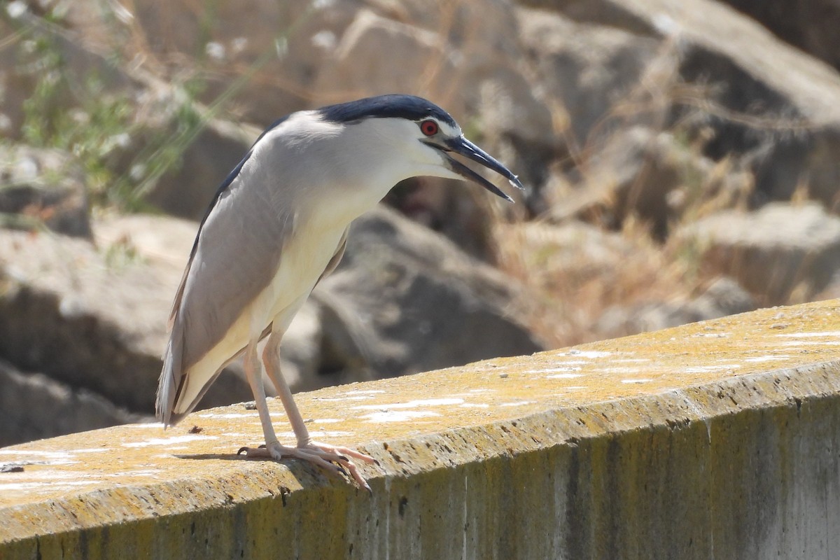 Black-crowned Night Heron - ML622398976